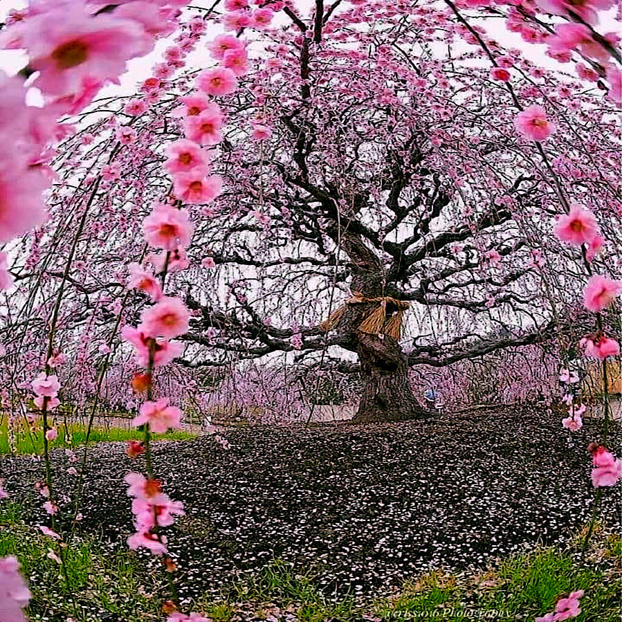 Japanese “WEEPING SAKURA” Cherry Blossom Flower Tree Seeds (pendula) Fast Hardy