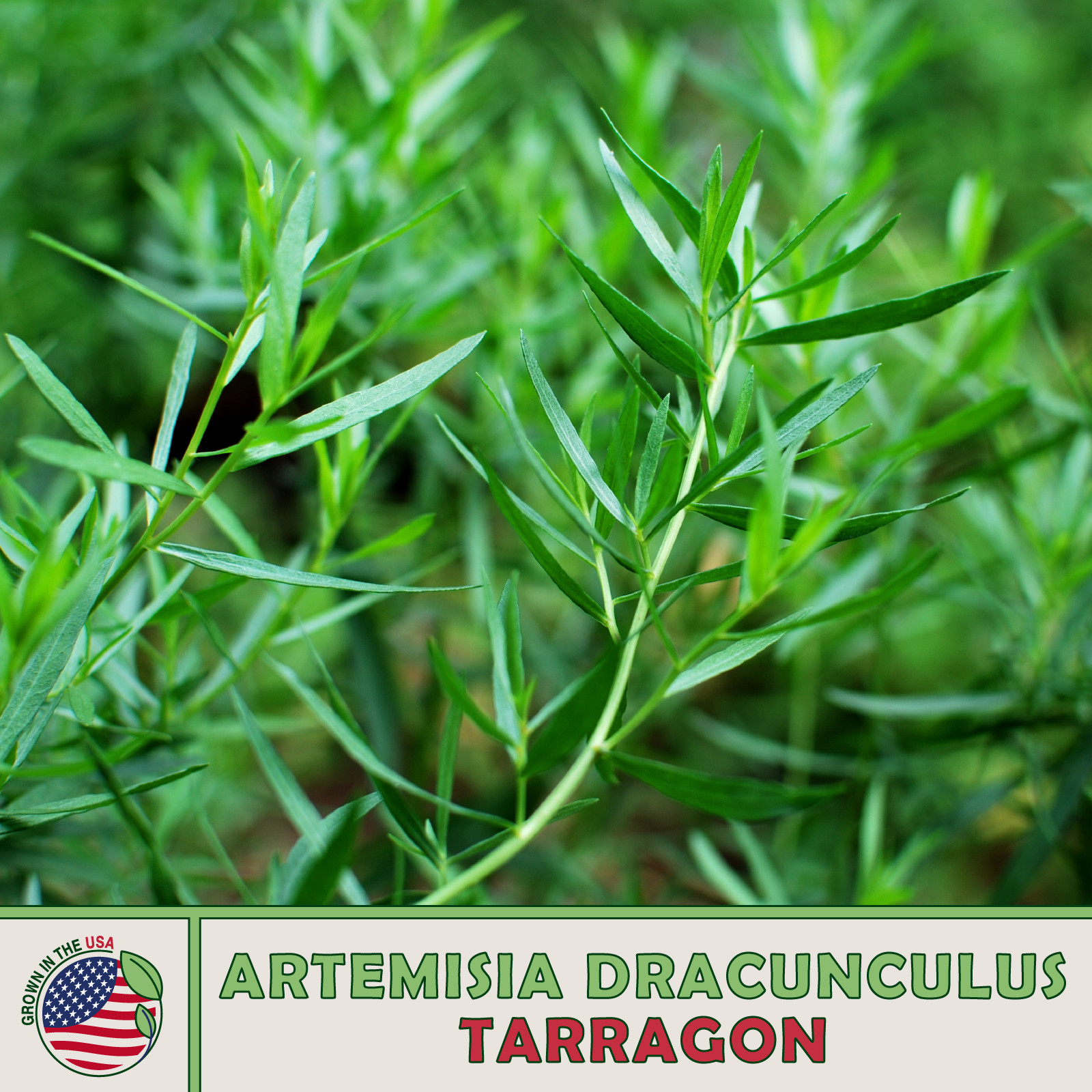 Tarragon Seeds, Artemisia dracunculus, Culinary, Medicinal, Non-GMO, Genuine USA
