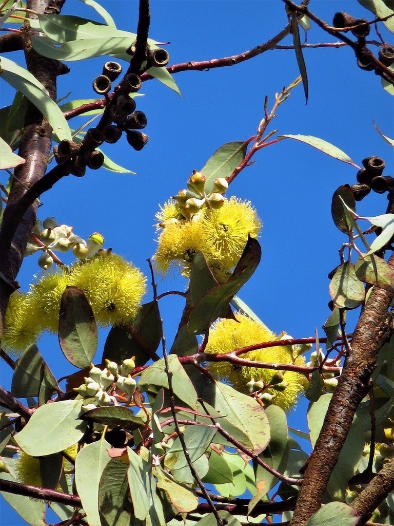50+ Eucalyptus woodwardii Seeds – ‘Gungurra’, ‘Lemon-flowered Mallee’