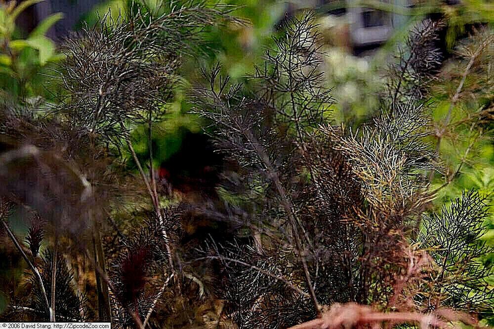 BRONZE FENNEL 100 SEEDS, DARK-PURPLE, FERN-LIKE FOLIAGE, LICORICE FLAVER, HERB