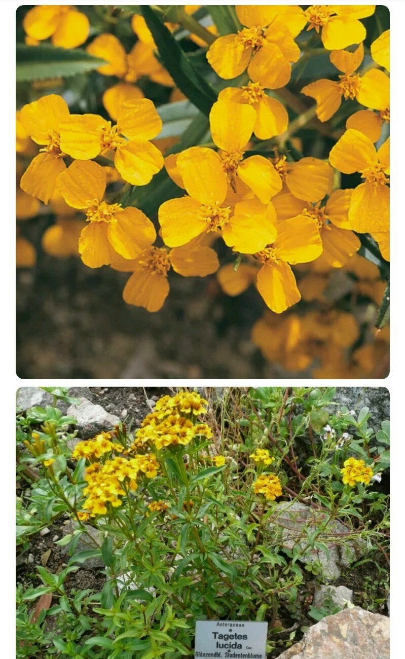 20+ Seeds Mexican Mint Tagetes lucida Marigold Spanish Tarragon Herb seeds USA