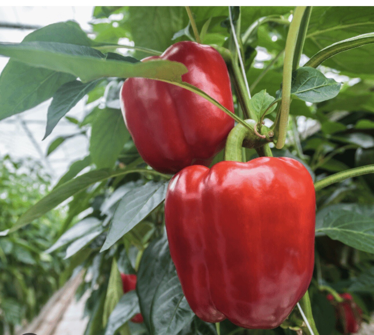 50 Big Organic Red Sweet Bell Pepper, NON-GMO, Heirloom, Fresh 2024