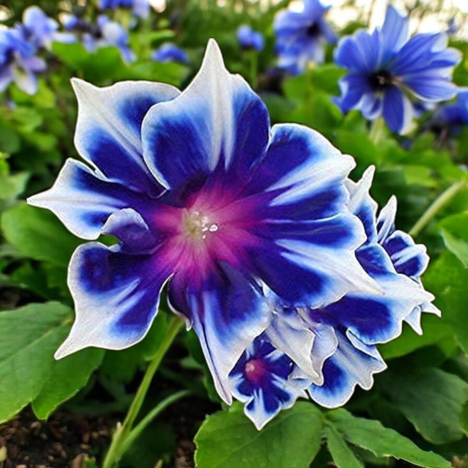 50pcs Morning Glory Seeds – Beautiful Perennial Climbing Flowers for Your Garde