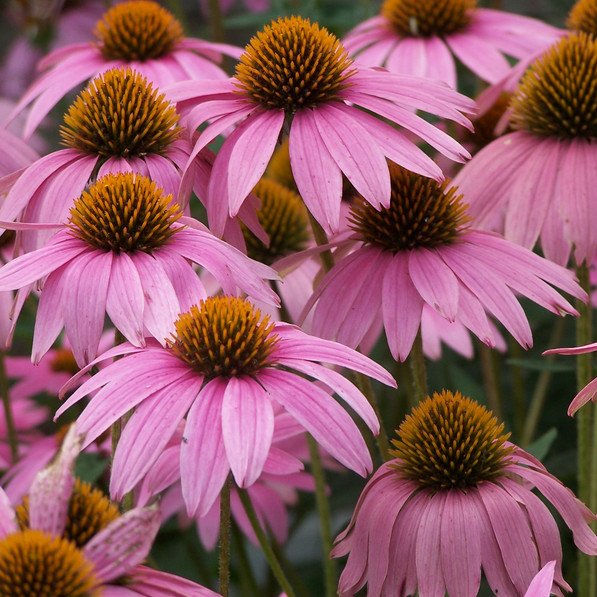 Purple Coneflower Seeds | 200 – 4,000 Seeds | Non-GMO | Free Shipping | 1259