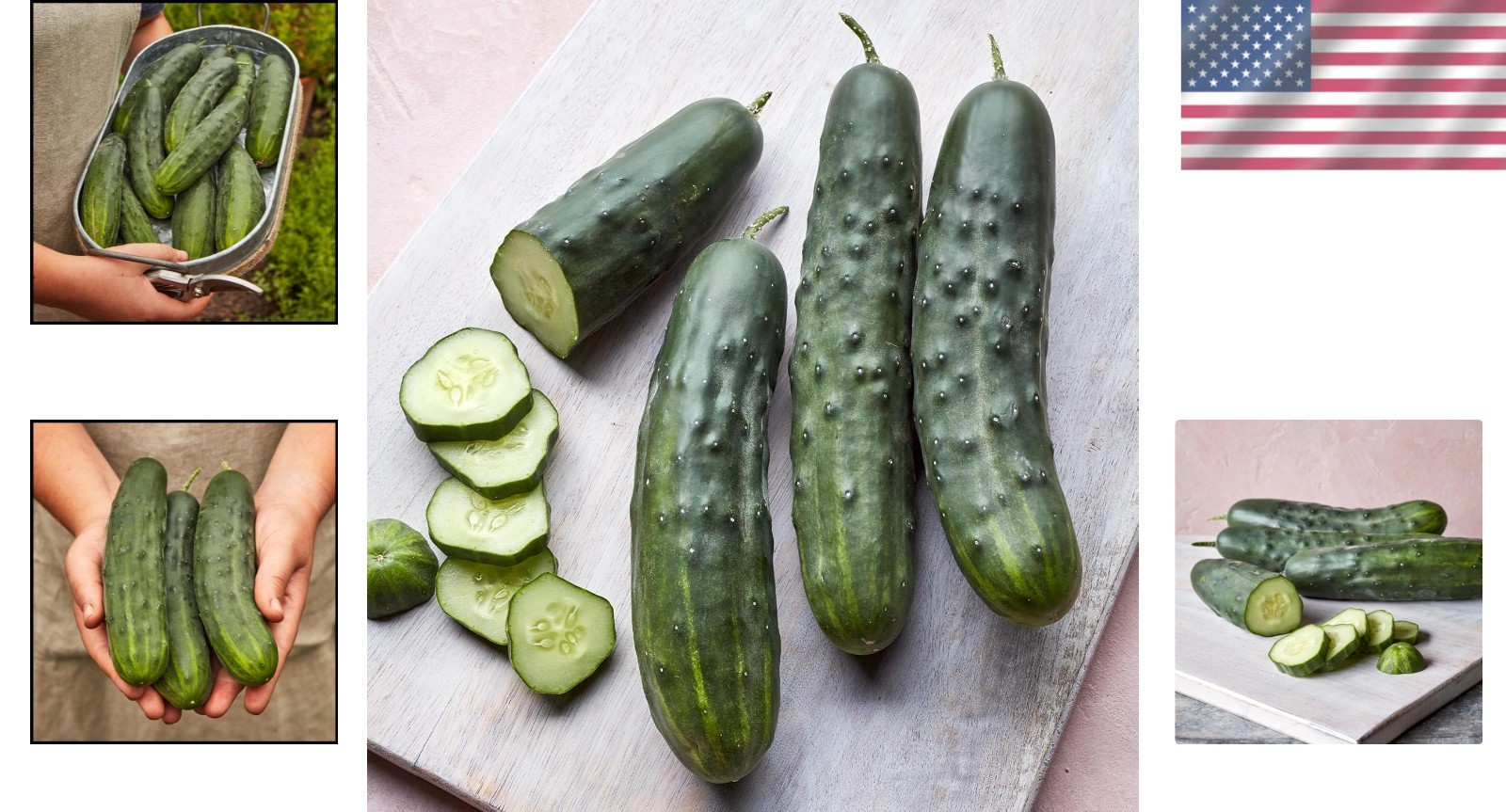 Non-GMO Marketmore 76 Slicing Cucumber Seeds – 125 Count for Home Garden