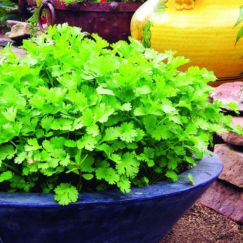 Organic Cilantro Seeds “Coriandrum sativum” QAI Certified, KCS Kosher 2 Sizes