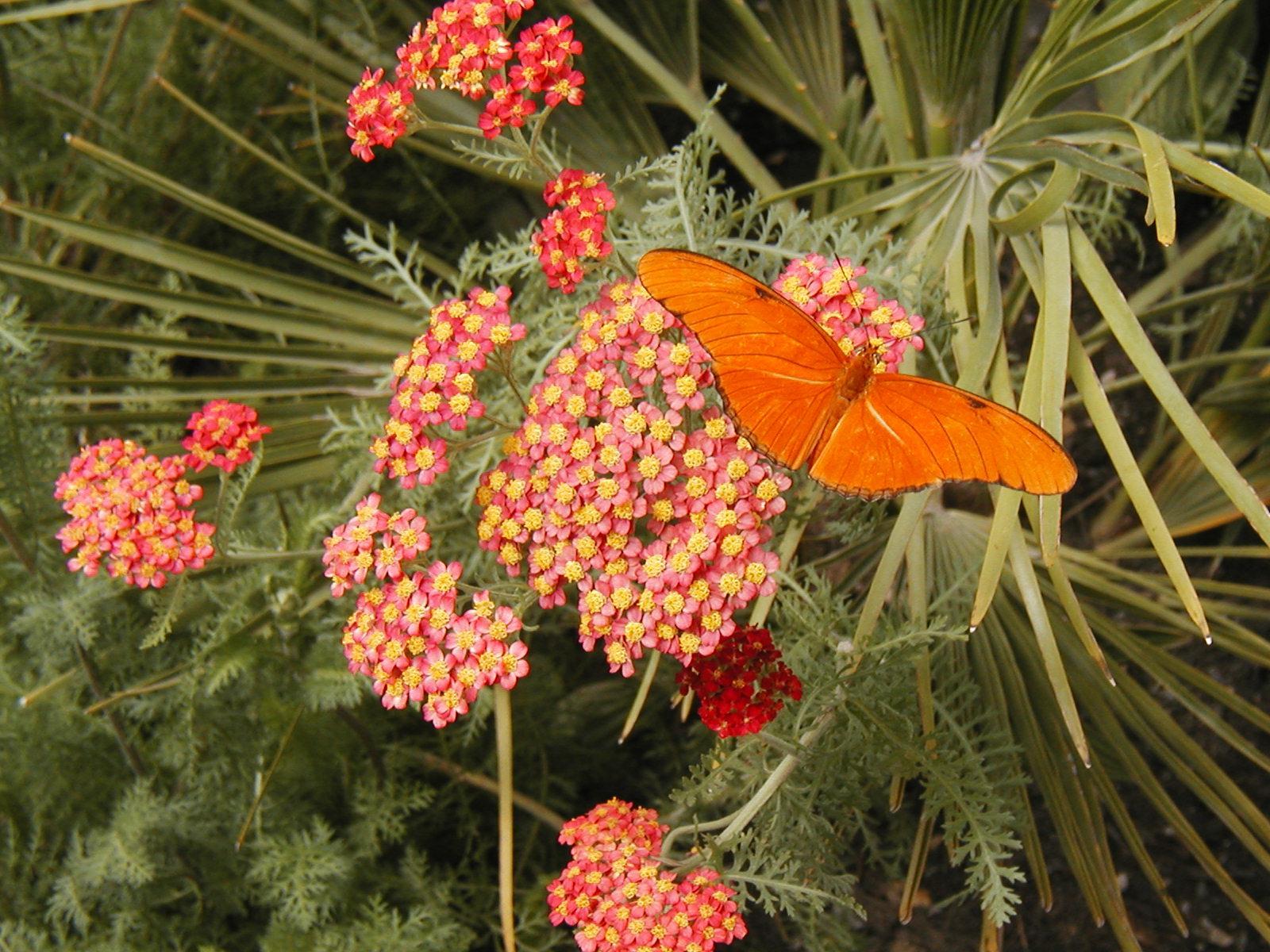 700 SEEDS – yarrow RED PERENNIAL – good for DRYING GroCo – BUY ANY 15-SHIPS FREE