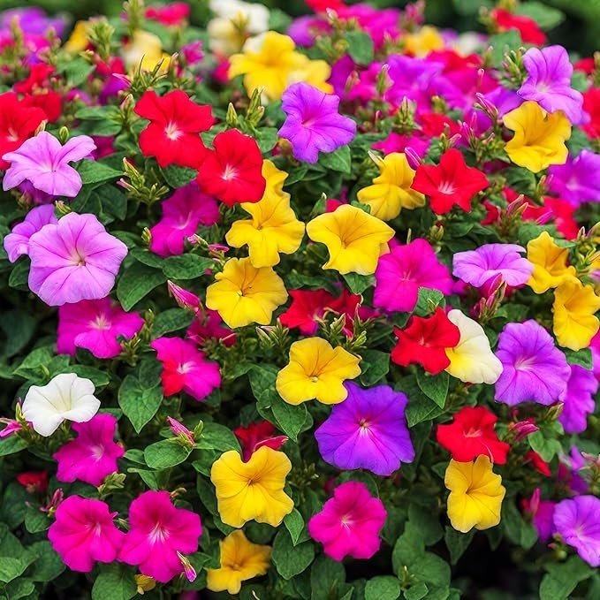 Four O’clock Seeds / Flower / Multicolor