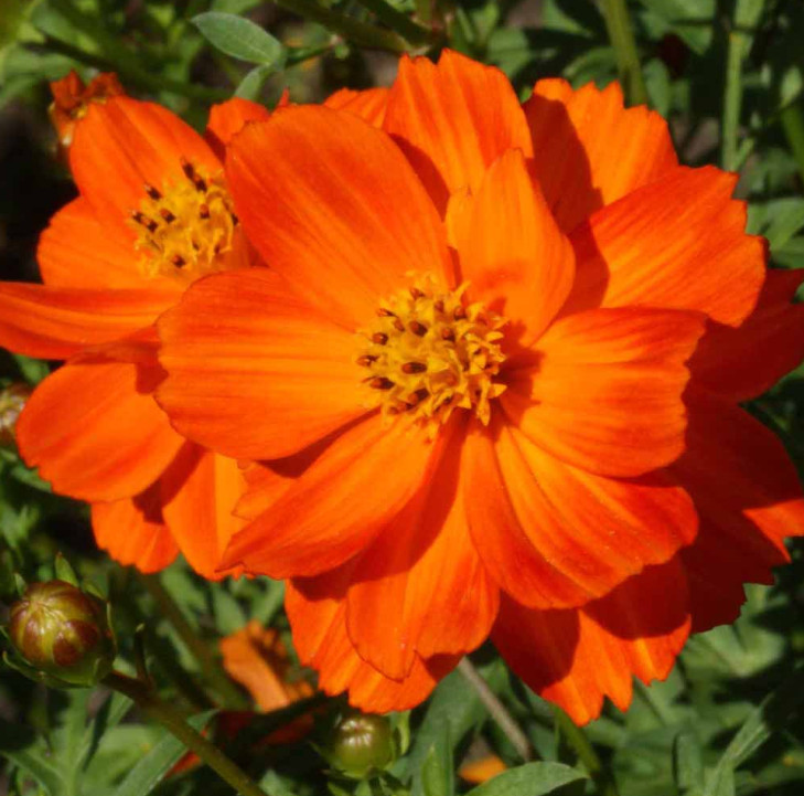 Landscaper’s DRY AREA BLEND Wildflower Mix w/Perennials Non-GMO 5000 Seeds!