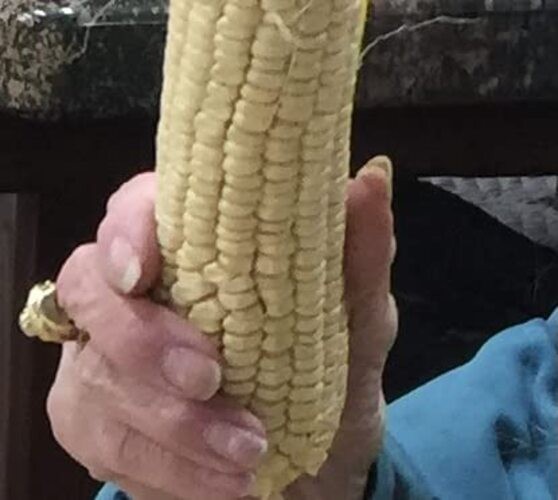 100% Organic, Silver, Hawaiian #9, Super, Sweet Corn, Heirloom, Open