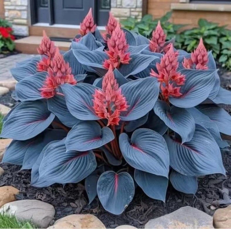 🌿300+Mixed HOSTA SEEDS – PERENNIAL OUTDOOR SHADE GARDEN PLANTING SEEDS