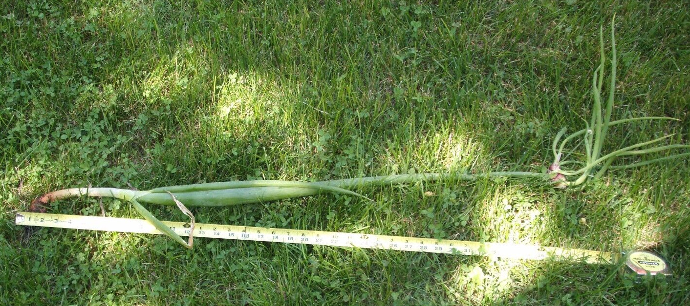 Egyptian Onions Catawissa Winter Walking Topset Spring Sets 12 Planters Jumbo