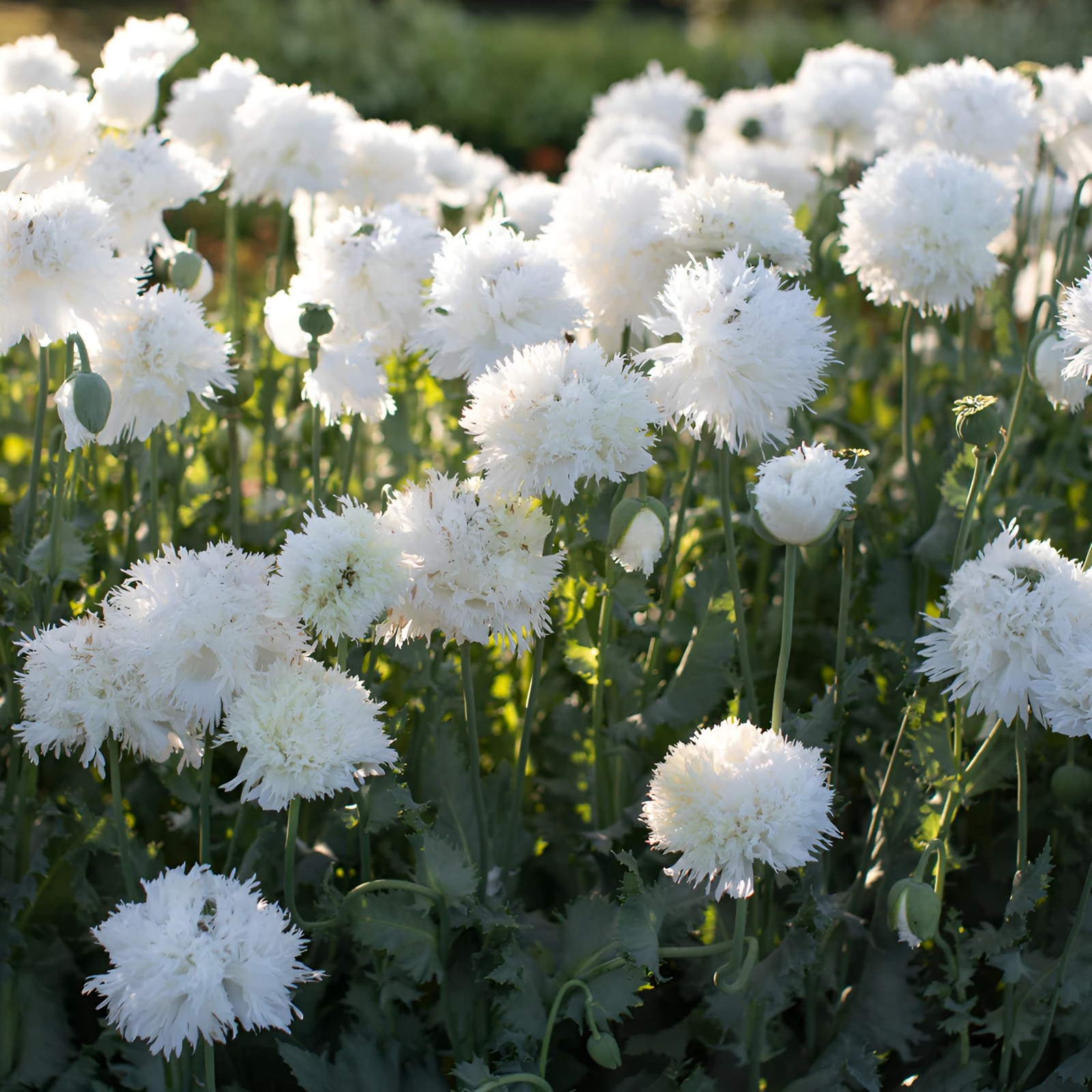 1,000 White Cloud Peony Poppy Seeds – P. Somniferum -Classic Double White Blooms