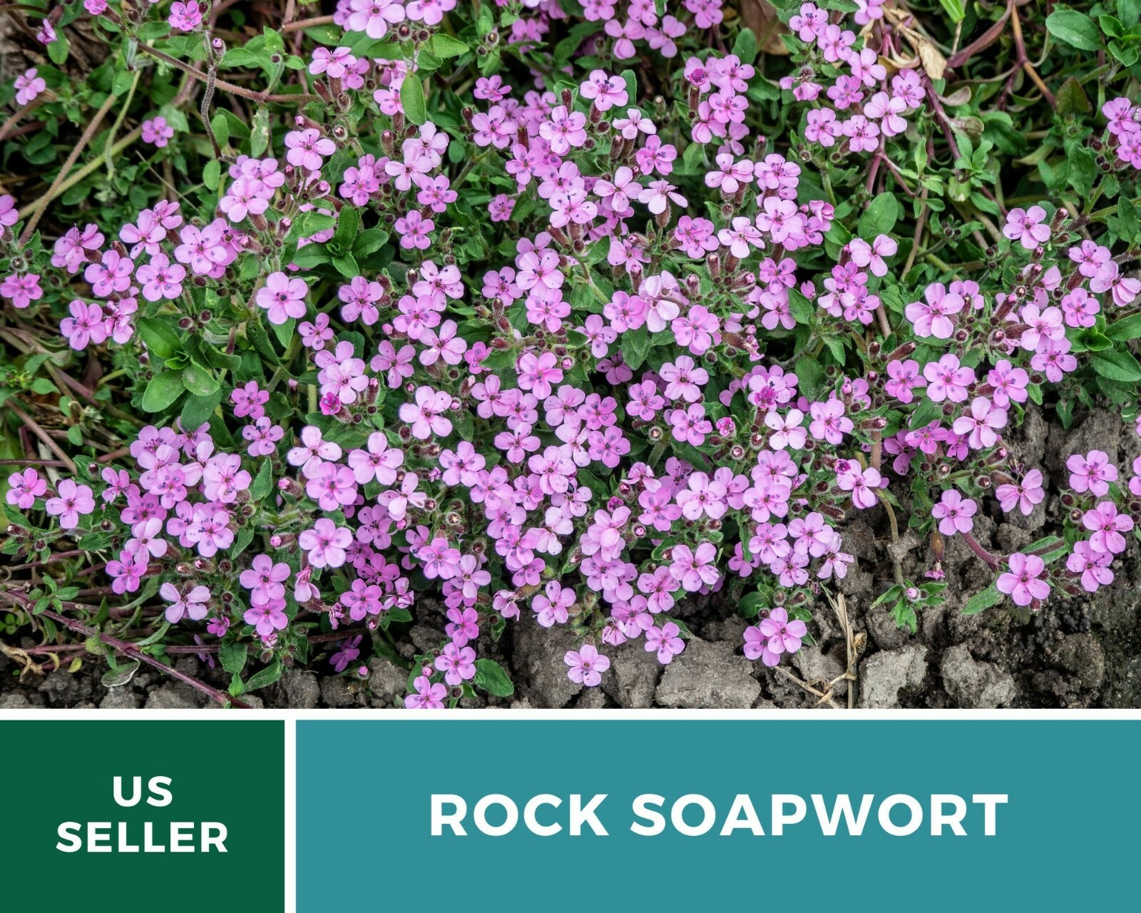 Soapwort, Rock – Heirloom Seeds – Easy to Grow – Medicinal Herb – Non-GMO (Sapon
