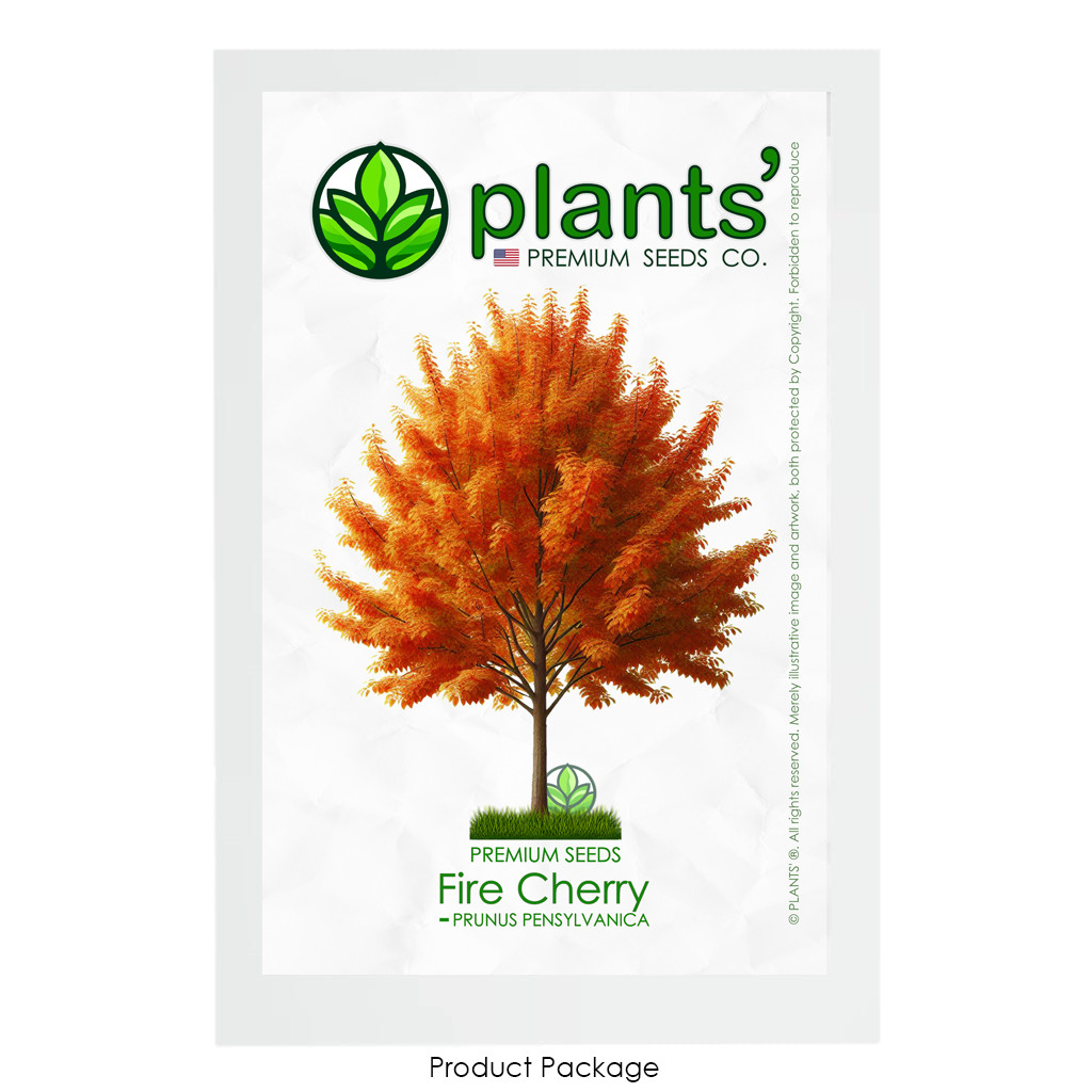 Fire Cherry Tree | Premium Seeds | Prunus pensylvanica ‘Fall’ | Plants’®