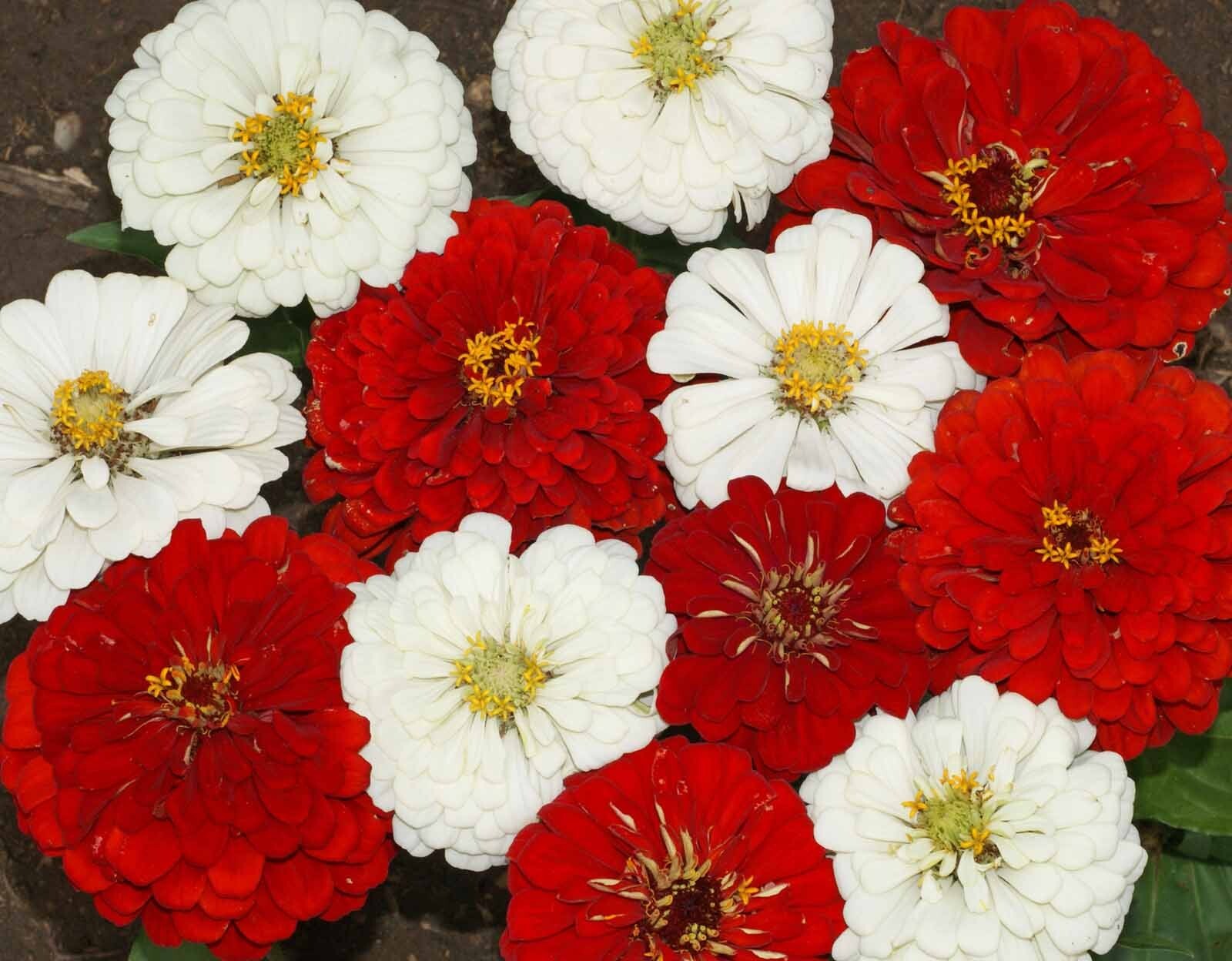 Stop Sign Zinnia Seeds 100+ Flower Elegans Annual RED WHITE USA FREE S&H