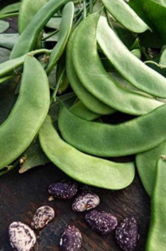 Jackson Wonder Lima Bush Bean 25 Seeds Free Gift Seeds w/Every Garden Order!