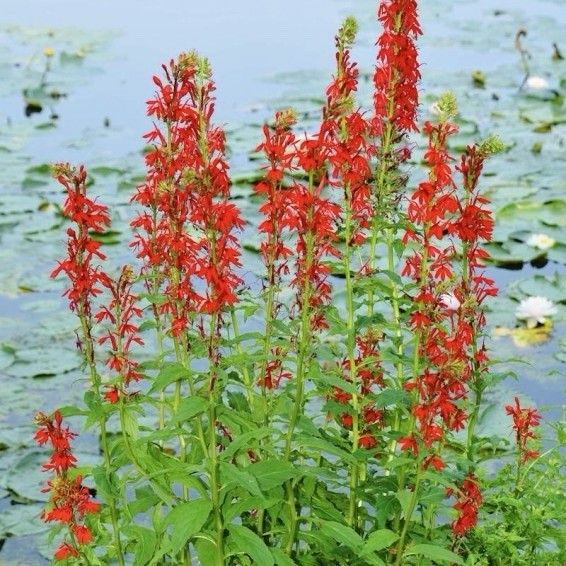 300+ CARDINAL FLOWER SEEDS (Lobelia cardinalis) Hummingbird Plant Perennial USA