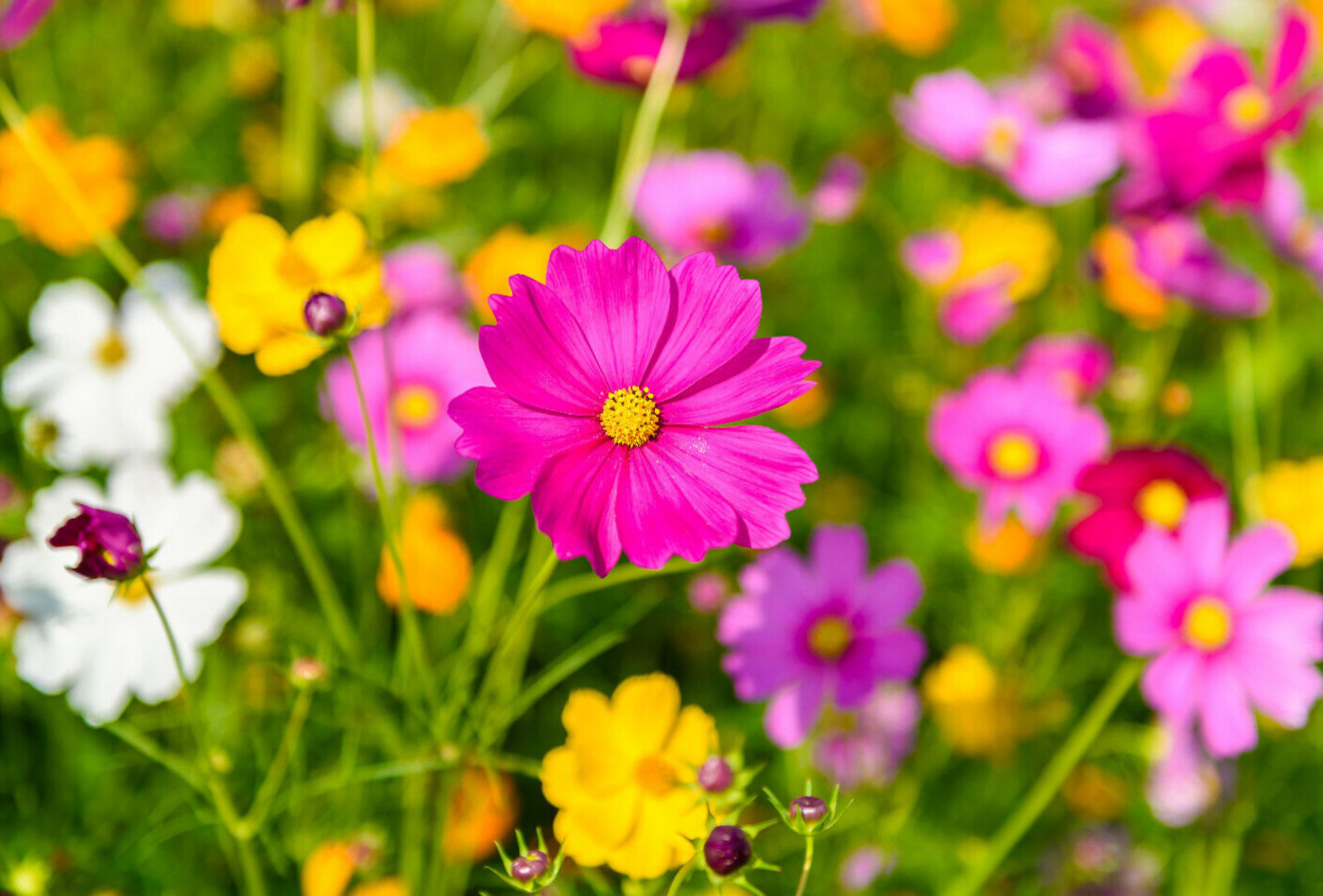 COSMOS MIX 100 SEEDS, yellow, orange, double, seashell, purple, white, pink…