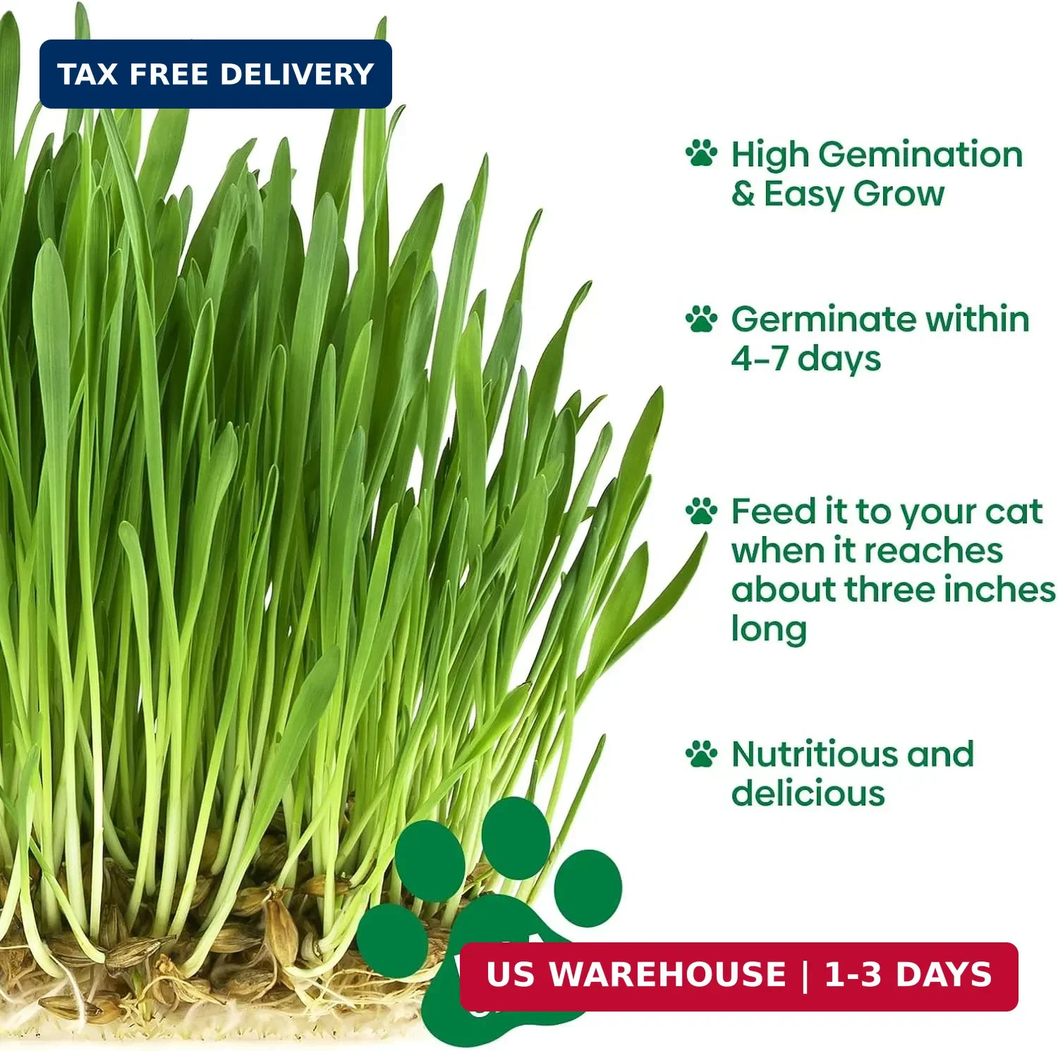 Groundio Cat Grass Seeds 4 OZ | Wheat & Oat Seeds Mix