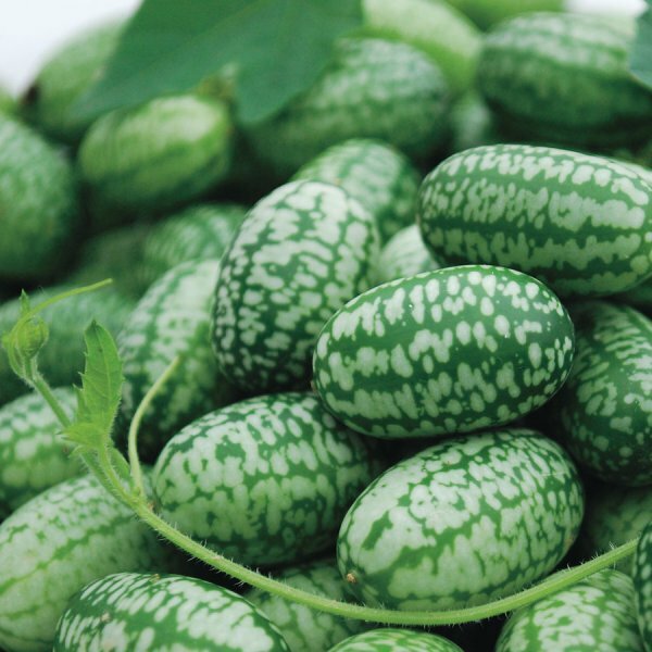 Mexican Sour Gherkin Cucumber Seeds – Cucamelon – Mouse Melon | Non-GMO | 1060