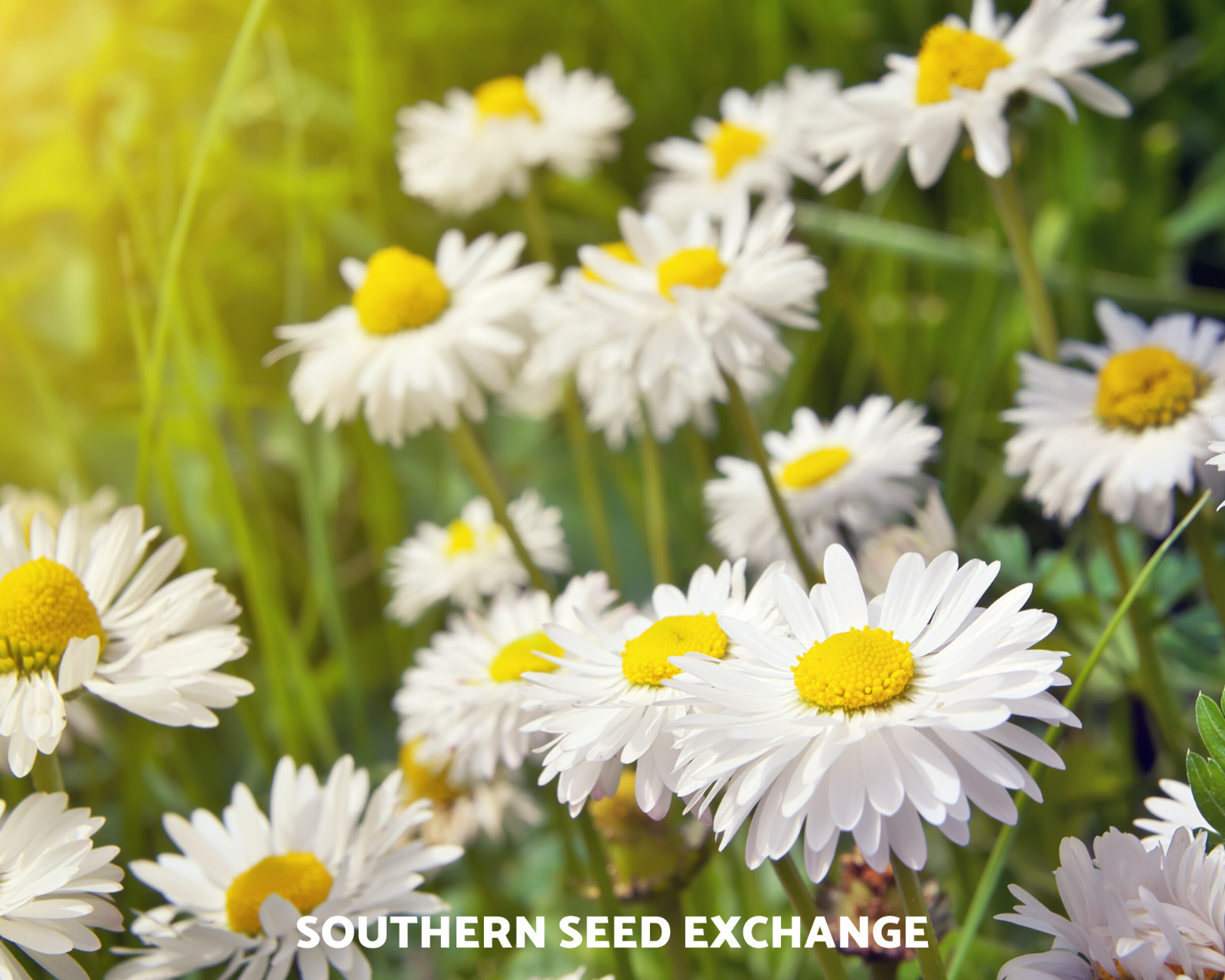 Chamomile, Roman (Anthemis Nobilis) Non-GMO – Medicinal Herb – 300 seeds