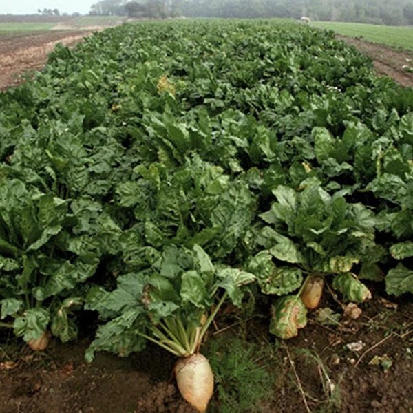  100 Heirloom SUGAR BEET SEEDS Make Sweet SUGAR | DEER MAGNET