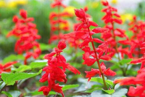 Sage RED SCARLET SALVIA Annual, Perennial Hummingbird Flowers Non-GMO 300 Seeds