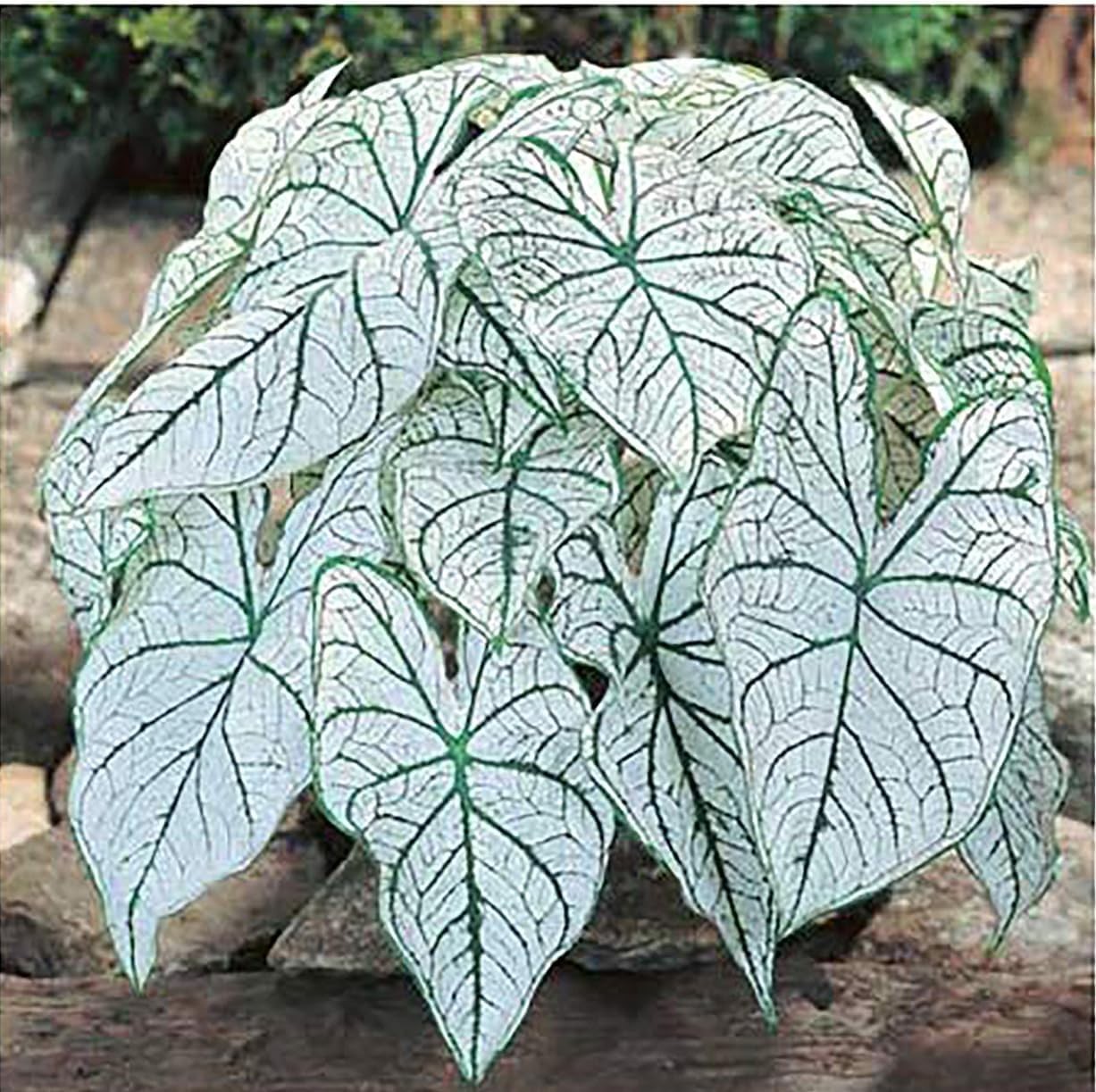 Elegant Dwarf Candidum Jr. Caladium Bulbs for Gardens & Pots – Low Maintenance
