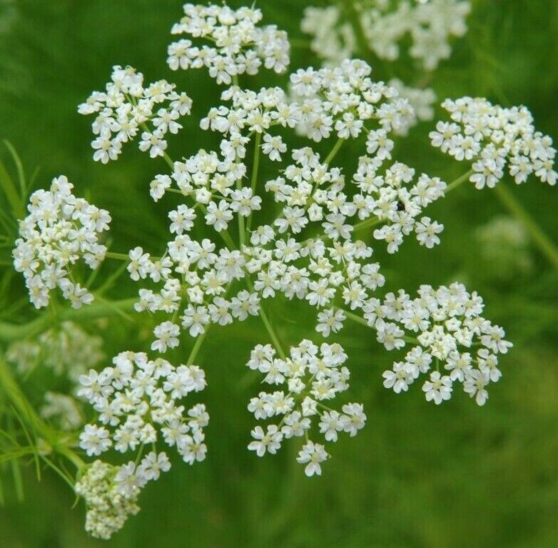 300+ CARAWAY SEEDS FRESH FRESH HARVEST FOR GARDENS