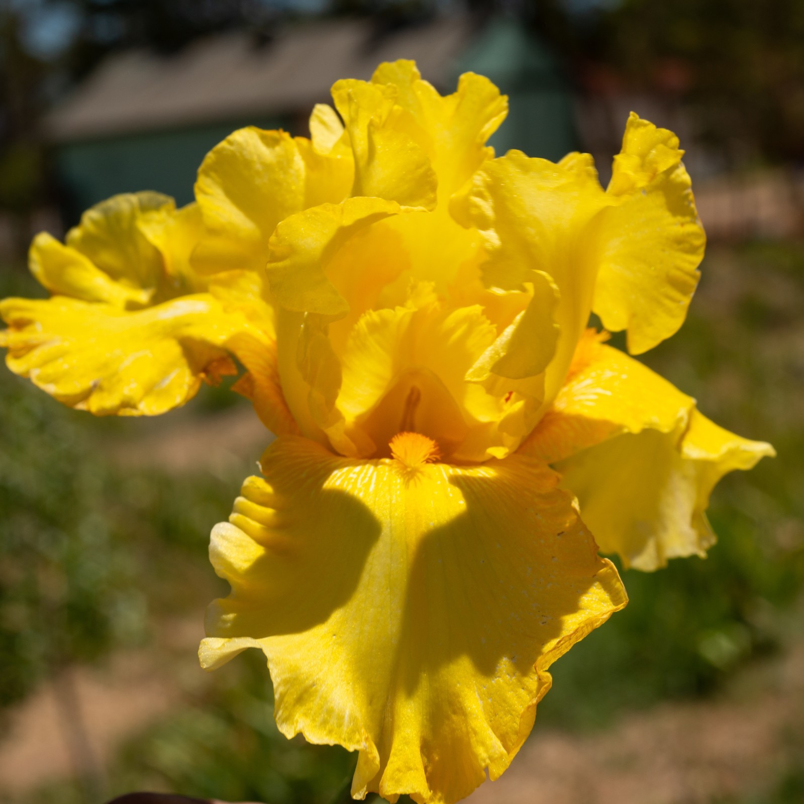 **Best & Brightest** Tall Bearded Iris. Pre-Order, Combined Shipping: Jul – Sep