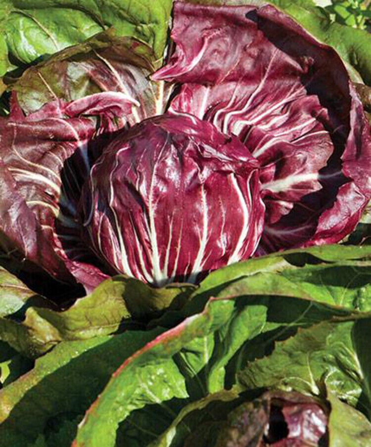 SCARBOROUGH SEEDS RADICCHIO PALLA ROSA 500 SEEDS-HEIRLOOM-NON-GMO-FREE SHIPPING
