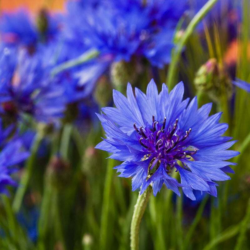 Wildflower Mix FALL MAXIMUM 42 Species Annuals Perennials USA Non-GMO 500 Seeds!