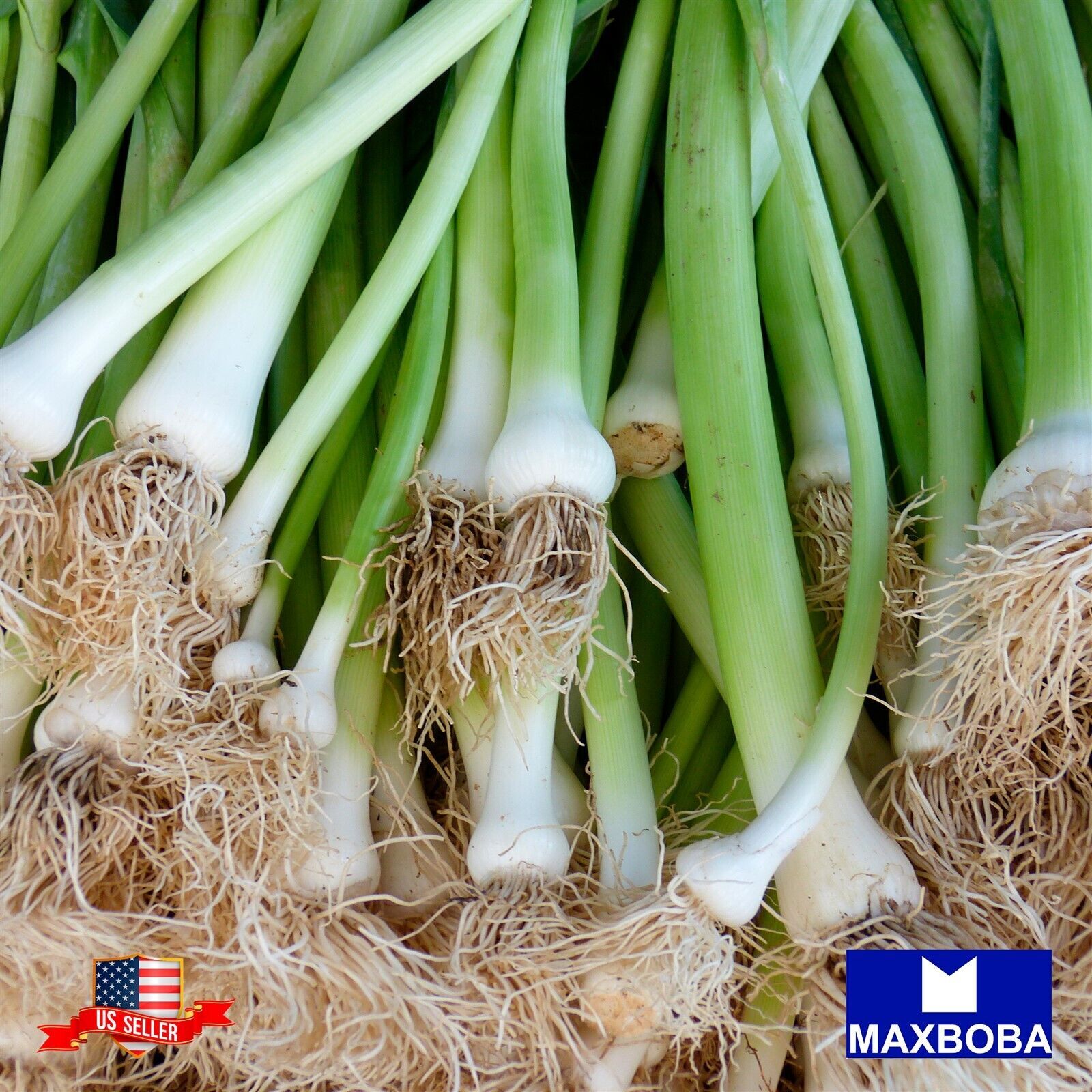 Fresh!!Onion Seeds – Bunching – Tokyo Long White Non-GMO Heirloom Vegetable