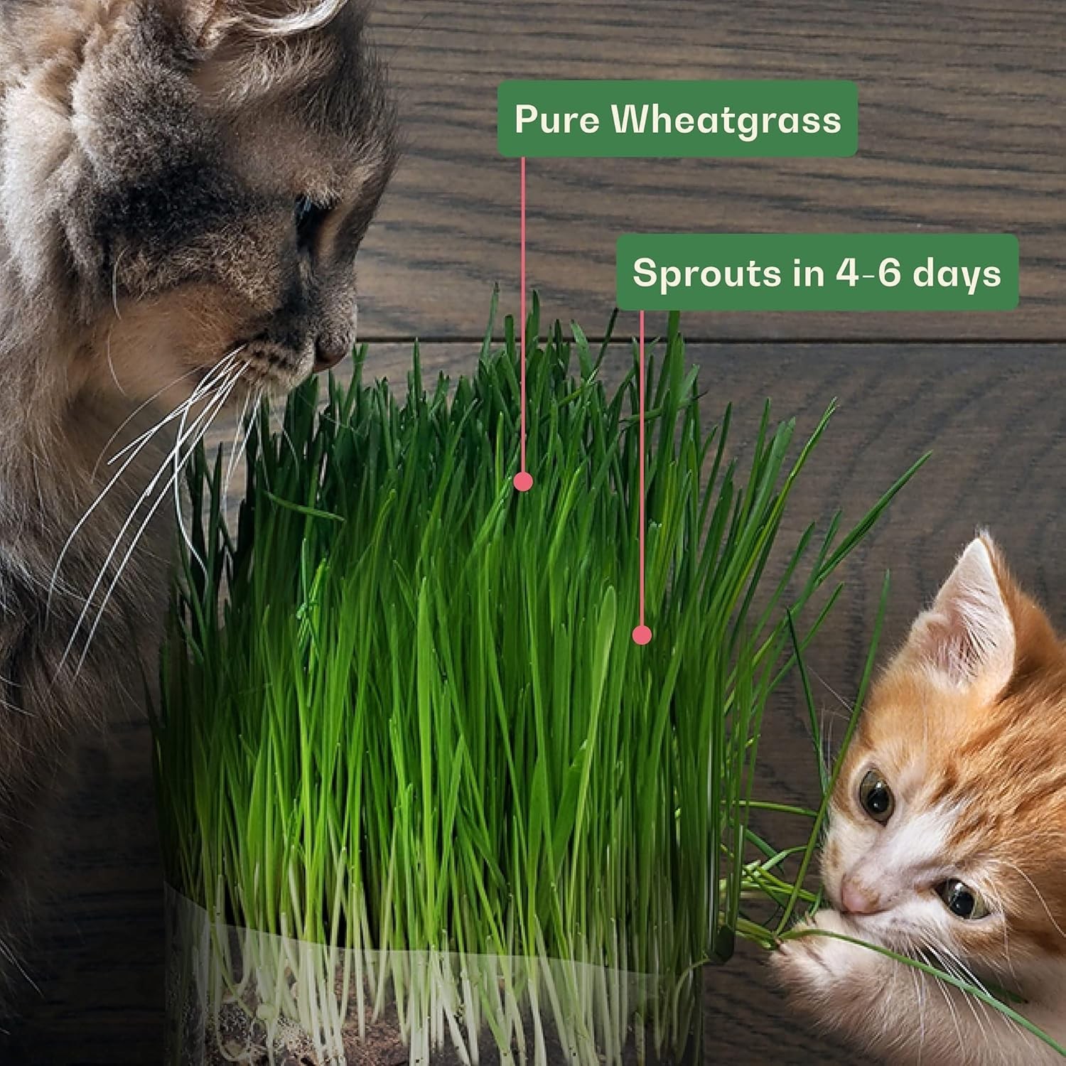 100% Organic Wheat Grass Seeds for Indoor Cats – Fast Growing & Nutritious 16 oz