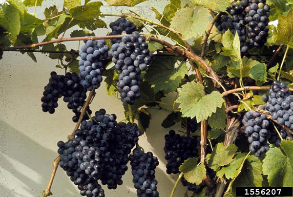 Riverbank Grape, Vitis riparia, Vine Seeds