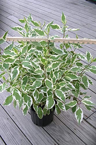 Cornus alba ‘Ivory Halo’ (Varigated Dogwood) Shrub, White Flowers with Variga…