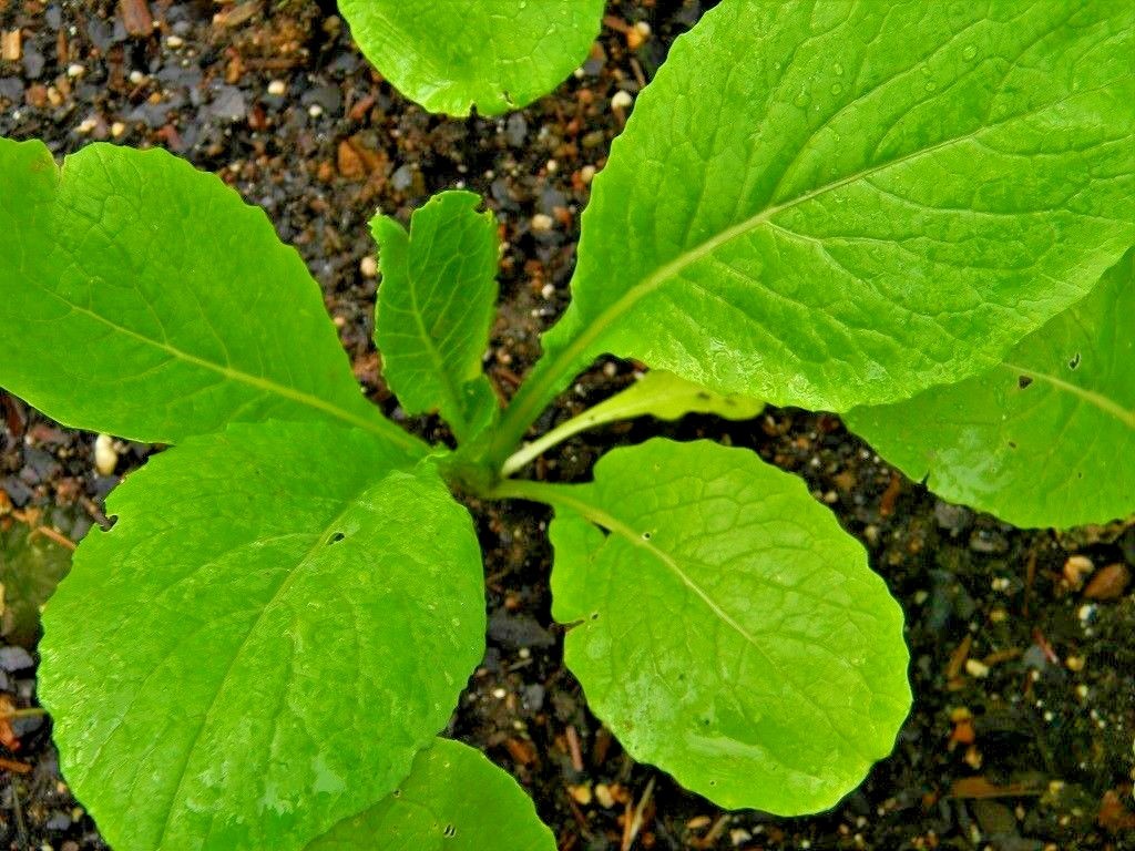 601+TENDERGREEN MUSTARD Seeds Organic Spring Fall Garden Container Greens Easy