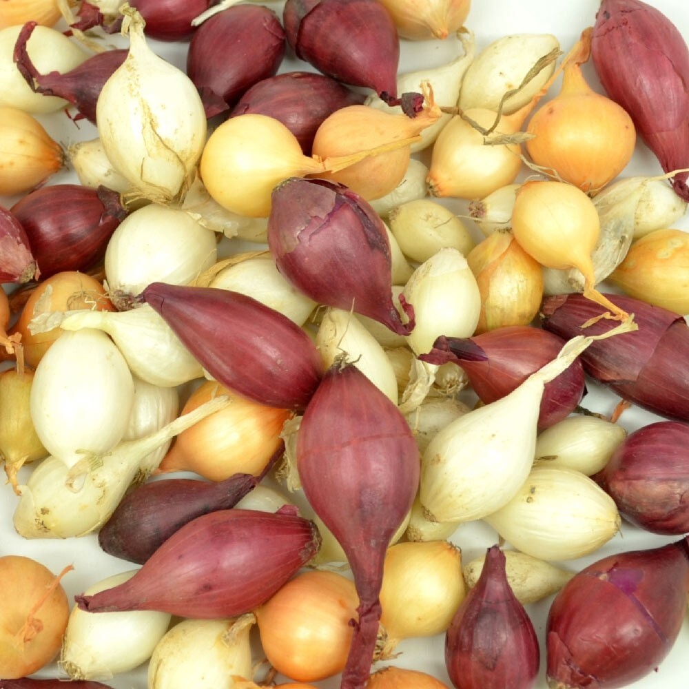 Mixed Onion Sets Red, Yellow, White Bulbs, Non-GMO 1 Lb. (80+Bulbs) Shipping Now