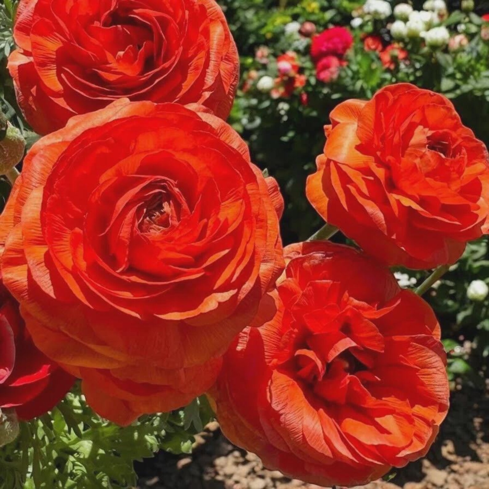 Ranunculus Flower Bulbs 12 Rainbow Mix Corms Peony Rose Butterfly Garden Flowers