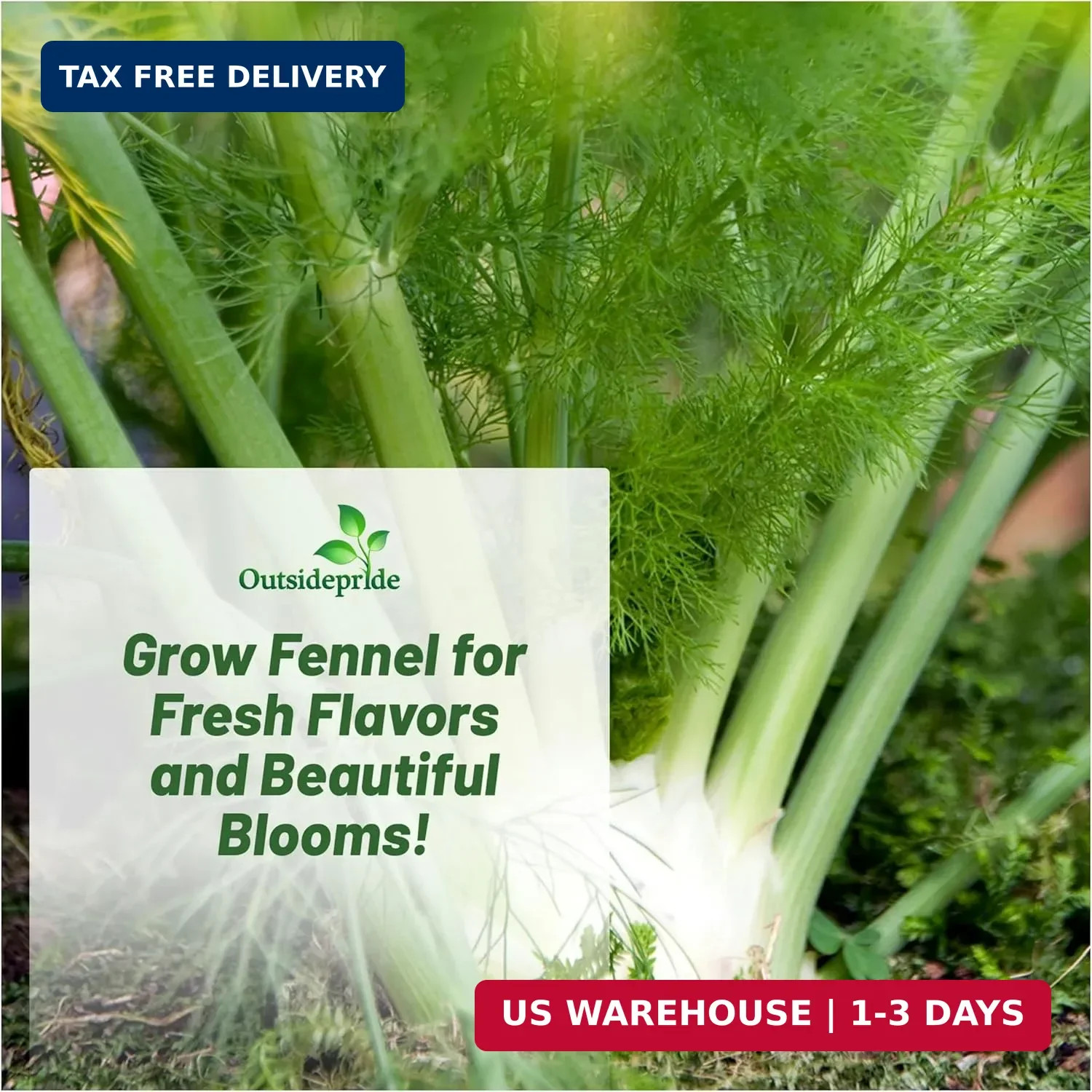 Outsidepride 1 oz. Annual Foeniculum Vulgare Fennel Herb Garden Seeds for Planti