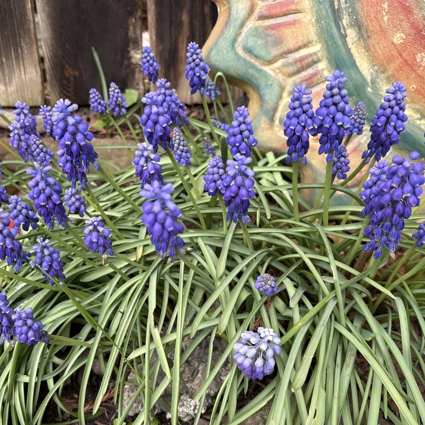 Fresh Grape Hyacinth Bulbs for Planting – muscari Armeniacum- Beautiful Sprin…
