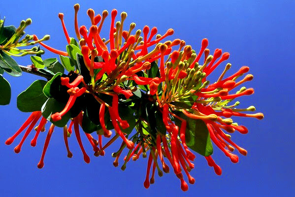 10 Chilean Firebush Tree Seeds Embothrium coccineum Flame Flower Plant RARE!