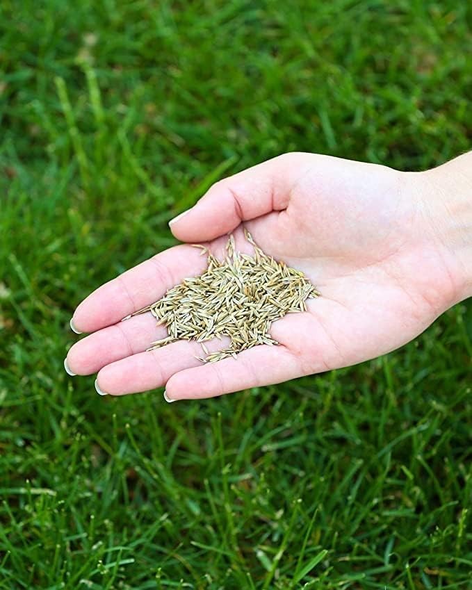 Eco Seed Low Grow Fescue Fine Fescues Grass Mixture 3 lb Bag