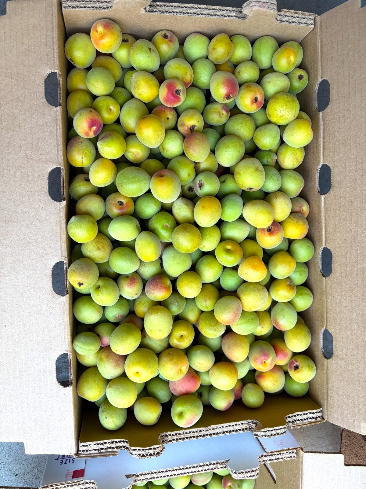 10 seeds Ume Maesil Prunus Mume Non GMO Organic non stratified Ume-Shu Ume-boshi