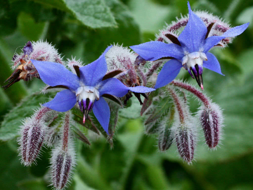 Borage Seeds 100 Ct Common Herb Flower Deer Resistant USA SELLER FREE SHIPPING