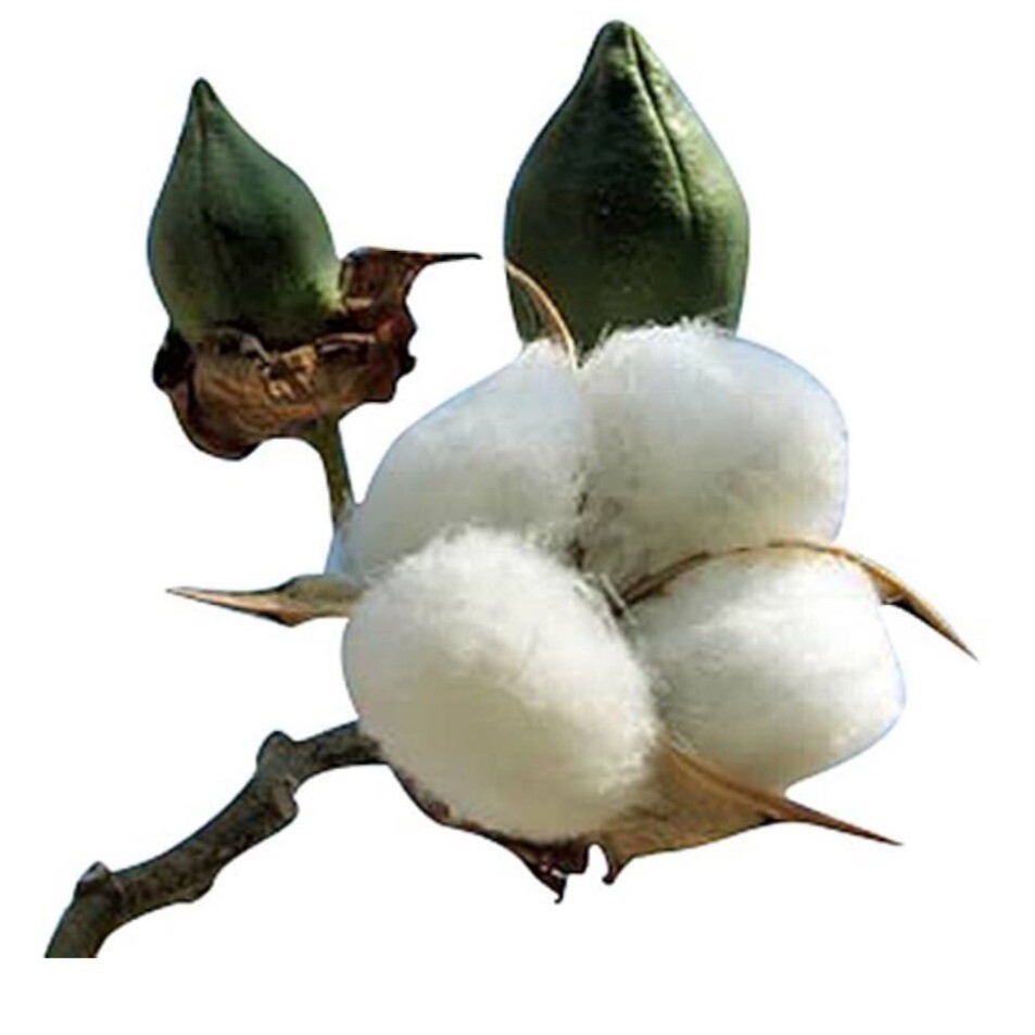American White Cotton (Gossypium Hirsitum) 25 Seeds. Heirloom~Non-GMO~USA
