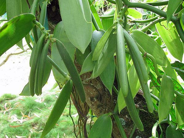 Vanilla planifolia | West Indian or Flat Plane Leafed Vanilla | 100 Seeds