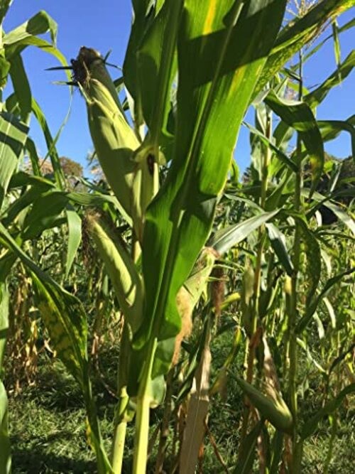 100% Organic, Silver, Hawaiian #9, Super, Sweet Corn, Heirloom, Open