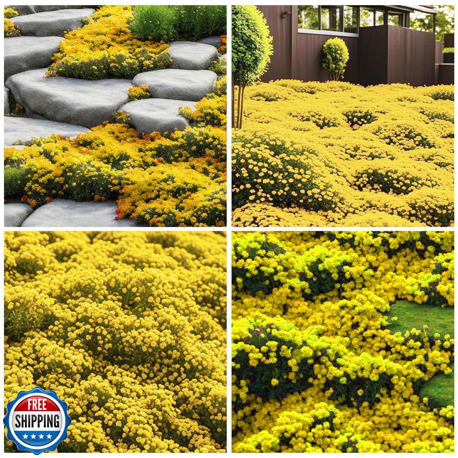 20000+ Bright Yellow Creeping Thyme Seeds Ground Cover-Low Maintenance Perenn